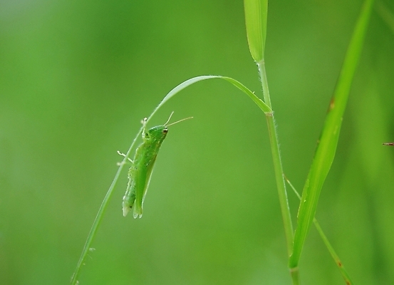 포토 JPG 주간 동물 곤충 절지류 사람없음 야외 초록색 여치 국내포토 자연요소 컬러 파일형식
