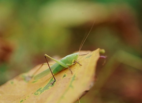 포토 JPG 주간 동물 곤충 절지류 사람없음 야외 초록색 여치 국내포토 자연요소 컬러 파일형식