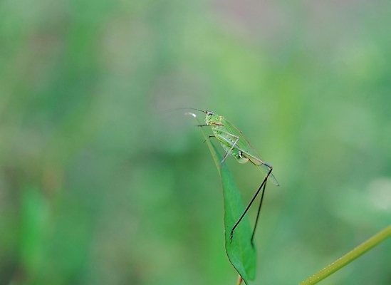 포토 JPG 주간 동물 곤충 절지류 사람없음 야외 초록색 여치 국내포토 자연요소 컬러 파일형식