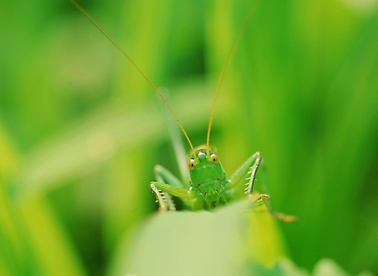 포토 JPG 주간 동물 곤충 절지류 사람없음 야외 초록색 여치 국내포토 자연요소 컬러 파일형식