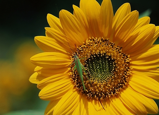 포토 JPG 주간 식물 동물 꽃 곤충 절지류 해바라기 사람없음 야외 여치 국내포토 자연요소 파일형식