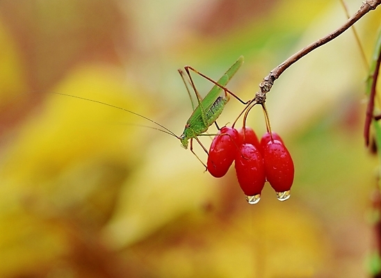 포토 JPG 주간 동물 열매 곤충 절지류 사람없음 야외 물방울 여치 국내포토 자연요소 식물 파일형식