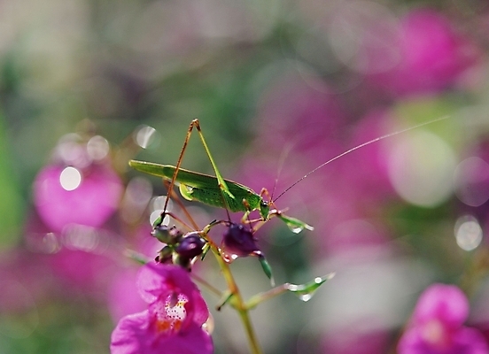 포토 JPG 주간 식물 동물 꽃 곤충 절지류 사람없음 야외 여치 국내포토 자연요소 파일형식