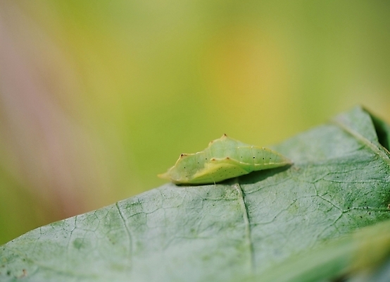 포토 JPG 주간 식물 동물 곤충 잎 절지류 사람없음 야외 초록색 번데기 국내포토 자연요소 컬러 파일형식