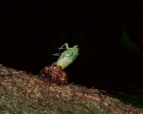 포토 JPG 나무 동물 곤충 절지류 사람없음 번데기 국내포토 식물 파일형식