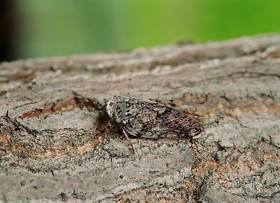 포토 JPG 주간 나무 동물 곤충 절지류 사람없음 야외 나방 국내포토 자연요소 식물 파일형식