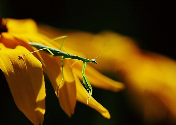 포토 JPG 주간 식물 동물 꽃 곤충 절지류 사람없음 야외 벌레 사마귀 국내포토 자연요소 파일형식
