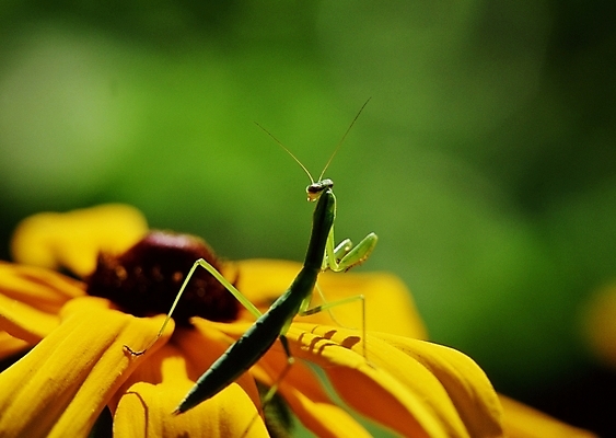 포토 JPG 주간 식물 동물 꽃 곤충 절지류 사람없음 야외 벌레 사마귀 국내포토 자연요소 파일형식