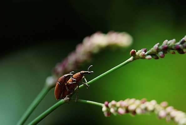 포토 JPG 주간 식물 동물 꽃 곤충 절지류 사람없음 야외 벌레 짝짓기 국내포토 자연요소 파일형식