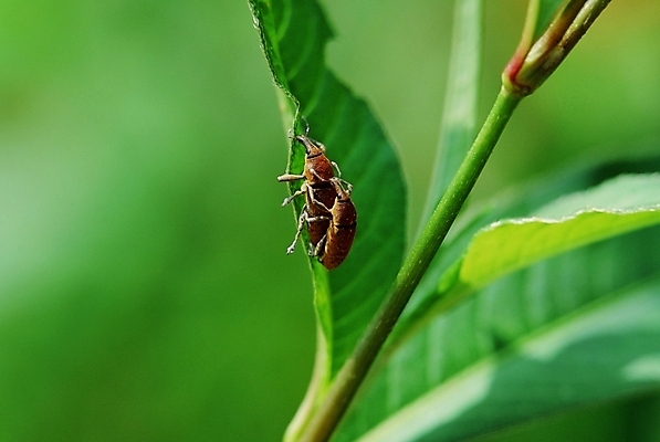 포토 JPG 주간 식물 동물 꽃 곤충 두마리 절지류 사람없음 야외 벌레 짝짓기 국내포토 자연요소 2 파일형식