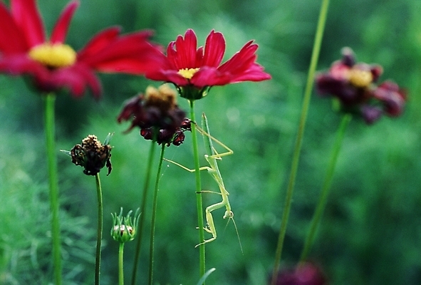 포토 JPG 주간 식물 동물 꽃 곤충 절지류 사람없음 야외 벌레 사마귀 국내포토 자연요소 파일형식