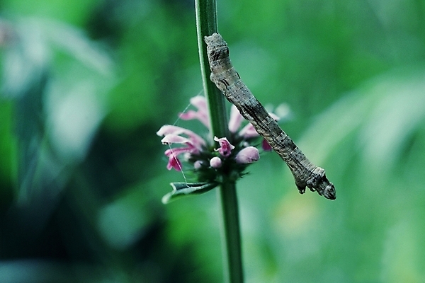 포토 JPG 주간 식물 동물 꽃 곤충 절지류 사람없음 야외 벌레 애벌레 번데기 국내포토 자연요소 파일형식