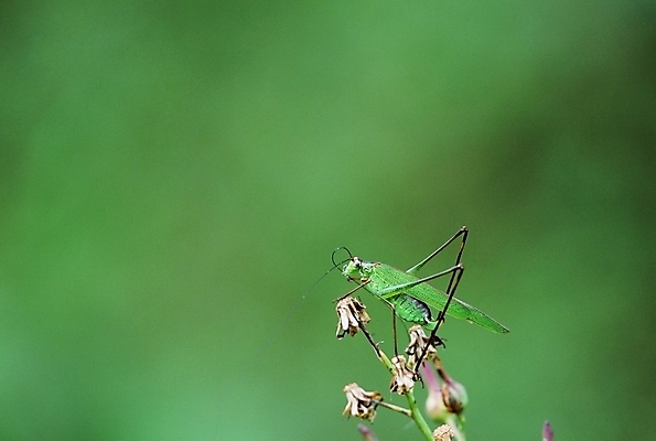 포토 JPG 주간 식물 동물 꽃 곤충 절지류 사람없음 야외 벌레 여치 국내포토 자연요소 파일형식