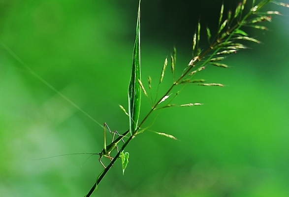 포토 JPG 주간 식물 동물 꽃 곤충 절지류 사람없음 야외 벌레 여치 방아깨비 국내포토 자연요소 파일형식