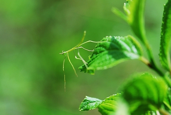 포토 JPG 주간 식물 동물 곤충 잎 절지류 사람없음 야외 벌레 사마귀 국내포토 자연요소 파일형식