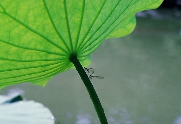포토 JPG 주간 동물 곤충 두마리 절지류 사람없음 야외 벌레 연잎 짝짓기 국내포토 자연요소 잎 2 파일형식
