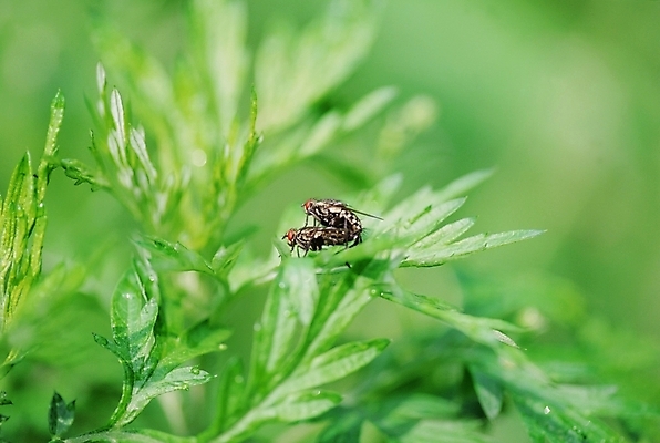 포토 JPG 주간 식물 동물 곤충 잎 두마리 절지류 사람없음 야외 벌레 짝짓기 국내포토 자연요소 2 파일형식