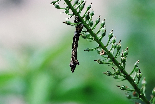 포토 JPG 주간 식물 동물 꽃 곤충 절지류 사람없음 야외 벌레 번데기 국내포토 자연요소 파일형식