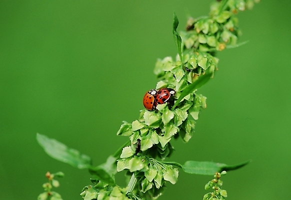 포토 JPG 주간 동물 곤충 두마리 절지류 사람없음 야외 벌레 무당벌레 짝짓기 국내포토 자연요소 2 파일형식