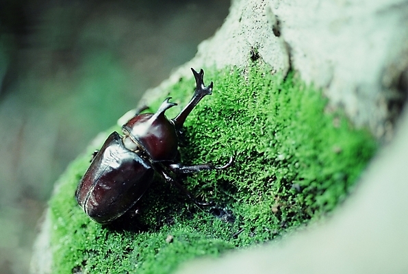 포토 JPG 주간 식물 동물 곤충 절지류 이끼 사람없음 야외 벌레 풍뎅이 국내포토 자연요소 파일형식