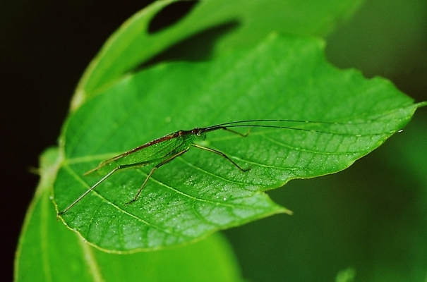 포토 JPG 주간 식물 동물 곤충 잎 절지류 나뭇잎 사람없음 야외 벌레 방아깨비 국내포토 자연요소 파일형식