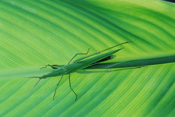 포토 JPG 주간 동물 곤충 잎 두마리 절지류 사람없음 야외 벌레 짝짓기 방아깨비 국내포토 자연요소 식물 2 파일형식