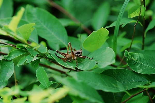 포토 JPG 주간 식물 동물 곤충 잎 절지류 사람없음 야외 벌레 여치 국내포토 자연요소 파일형식