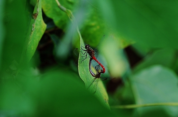 포토 JPG 주간 식물 동물 곤충 잎 두마리 절지류 사람없음 야외 잠자리 고추잠자리 짝짓기 국내포토 자연요소 2 파일형식