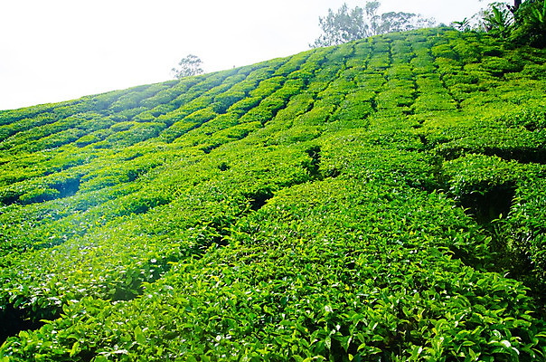 포토 JPG 해외이미지 나무 식물 산업 아시아 백그라운드 잎 패턴 밭 농업 자연 하늘 산 파노라마 풍경 경사 초원 사람없음 야외 목재 초록색 여름 빛 농작물 농장 농경지 환경 정원 계곡 맑음 중국 봄 신선 차 숲 언덕 유기농 질감 남쪽 말레이시아 산악지대 해외202004 해외포토 웰빙 계절 나라 음료 컬러 무늬 재료 날씨 촬영기법 방향 생태계 파일형식