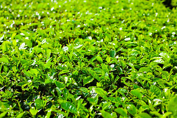 포토 JPG 해외이미지 나무 식물 산업 아시아 백그라운드 잎 패턴 밭 농업 자연 하늘 산 파노라마 풍경 경사 초원 사람없음 야외 목재 초록색 여름 빛 농작물 농장 농경지 환경 정원 계곡 맑음 중국 봄 신선 차 숲 언덕 유기농 질감 남쪽 말레이시아 산악지대 해외202004 해외포토 웰빙 계절 나라 음료 컬러 무늬 재료 날씨 촬영기법 방향 생태계 파일형식