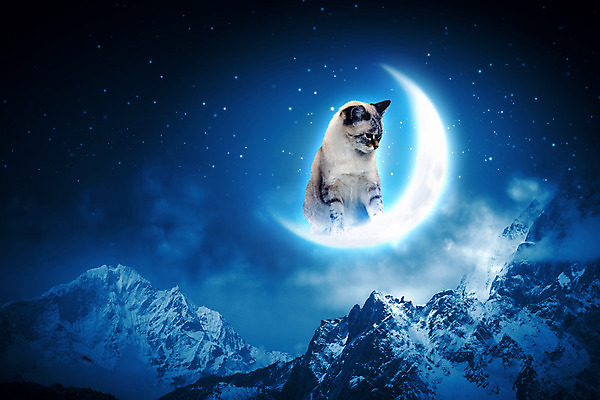 포토 JPG 해외이미지 동물 디자인 계절 실루엣 별 자연 벽지 휴가 요정 이야기 미술 사람없음 파란색 빛 보라색 검은색 고양이 어둠 꿈 할로윈 회색 안개 달 신용카드 우아함 야간 초승달 신비 제비꽃 심볼 공상 호러 스타일 해외202004 해외포토 자연요소 꽃 컬러 컨셉 포유류 날씨 문화예술 촬영기법 금융 반려동물 생태계 공포 파일형식