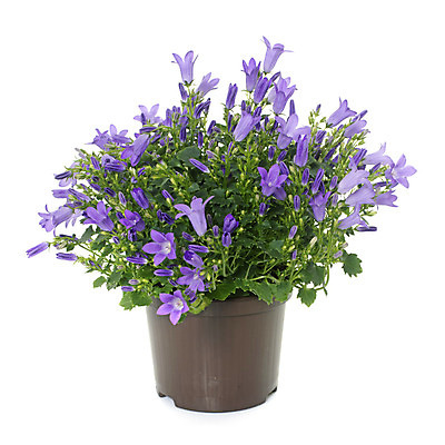 포토 JPG 해외이미지 식물 꽃 사람없음 파란색 정원 보라색 흰배경 라벤더 고립 캄파눌라 해외202004 해외포토 컬러 백그라운드 흰색 허브 파일형식