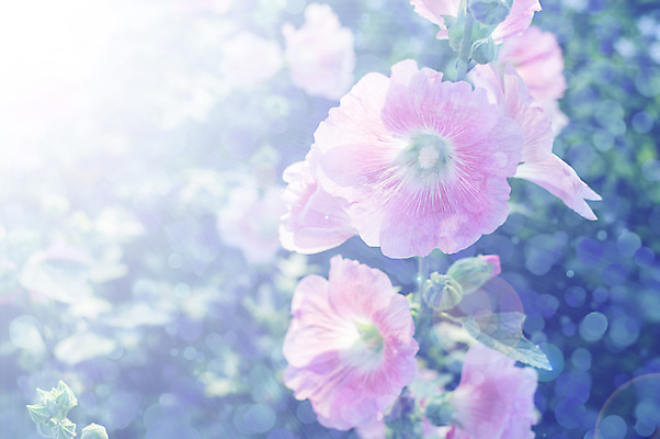 포토 JPG 해외이미지 식물 템플릿 디자인 계절 꽃 실루엣 분홍색 결혼 백그라운드 컨셉 잎 꽃무늬 패턴 일러스트 자연 추상 미술 사람없음 그래픽 장식 빨간색 빛 컬러풀 유행 우주 웹 공백 활발 거품 수확 성장 신선 신용카드 투명 생일 숲 스케치 수집 구성 스타일 해외202004 해외포토 기념일 컬러 무늬 농업 인터넷 문화예술 촬영기법 이벤트 금융 생태계 파일형식