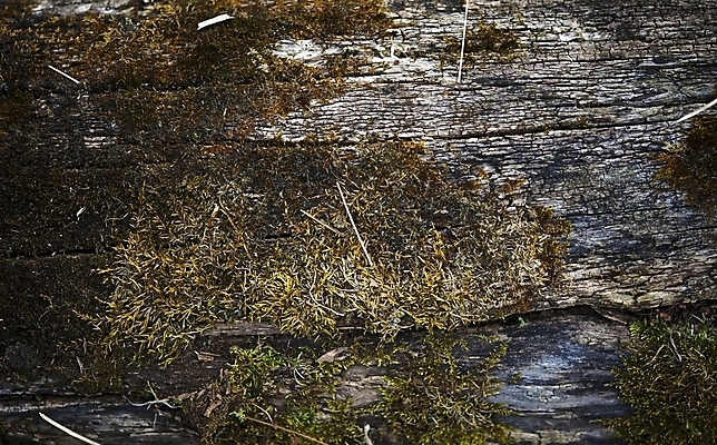 포토 JPG 해외이미지 나무 식물 백그라운드 자연 이끼 사람없음 목재 가로 숲 유기농 질감 나무껍질 코르크 내추럴 해외202004 해외포토 웰빙 재료 껍질 생태계 파일형식