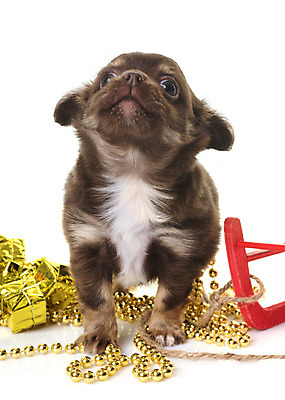 포토 JPG 해외이미지 동물 한마리 컨셉 크리스마스 선물 사람없음 반려동물 갈색 개 강아지 흰배경 썰매 치와와 이벤트의상 해외202004 해외포토 1 옷 기념일 컬러 백그라운드 포유류 흰색 파일형식