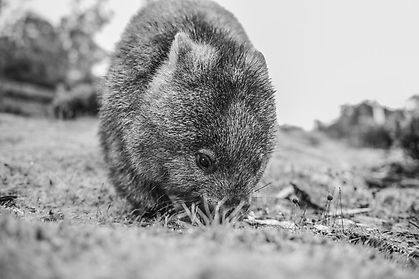 포토 JPG 해외이미지 동물 야생동물 포유류 자연 사람없음 갈색 호주 해외202004 해외포토 컬러 오세아니아 생태계 파일형식