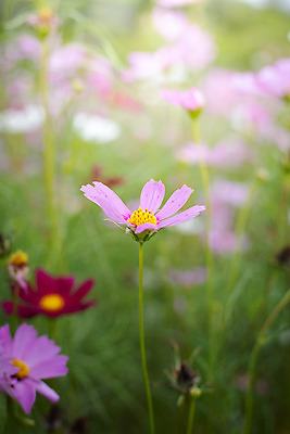 포토 JPG 해외이미지 주간 식물 꽃 분홍색 꽃밭 자연 풍경 근접촬영 사람없음 야외 초록색 코스모스 해외202004 해외포토 자연요소 뷰포인트 컬러 생태계 파일형식