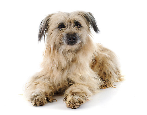 포토 JPG 해외이미지 동물 여자 유럽 사람없음 반려동물 갈색 프랑스 양치기 개 흰배경 그레이트피레니즈 고립 해외202004 해외포토 직업 나라 컬러 백그라운드 포유류 사람 흰색 파일형식