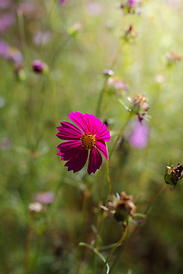 포토 JPG 해외이미지 주간 식물 꽃 분홍색 꽃밭 자연 풍경 근접촬영 사람없음 야외 초록색 코스모스 해외202004 해외포토 자연요소 뷰포인트 컬러 생태계 파일형식