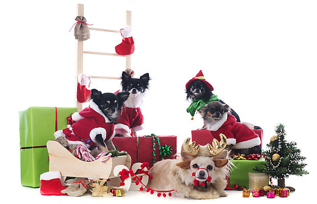 포토 JPG 해외이미지 계절 컨셉 크리스마스 여러마리 사탕 선물 사람없음 장식 빨간색 반려동물 크리스마스트리 그룹 유머 개 강아지 12월 썰매 치와와 이벤트의상 해외202004 해외포토 동물 옷 기념일 감정 컬러 다수 포유류 디저트 날짜 파일형식