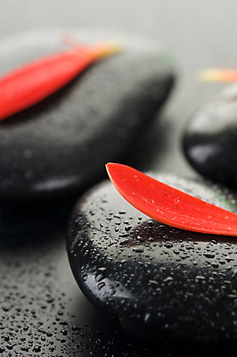 포토 JPG 해외이미지 꽃잎 꽃 백그라운드 컨셉 사람없음 빨간색 물 쌓기 검은색 스파 젖음 조약돌 물방울 마사지 매끈함 해외202004 해외포토 자연요소 식물 컬러 모션 돌_바위 감각 파일형식