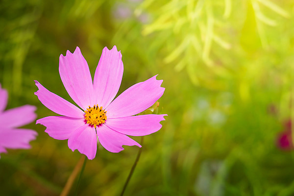 포토 JPG 해외이미지 주간 식물 꽃 분홍색 꽃밭 자연 풍경 근접촬영 사람없음 야외 초록색 코스모스 해외202004 해외포토 자연요소 뷰포인트 컬러 생태계 파일형식