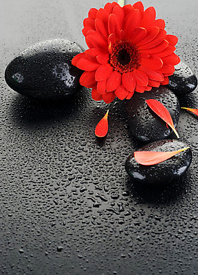 포토 JPG 해외이미지 꽃잎 꽃 백그라운드 컨셉 사람없음 빨간색 물 쌓기 검은색 스파 젖음 조약돌 물방울 마사지 매끈함 해외202004 해외포토 자연요소 식물 컬러 모션 돌_바위 감각 파일형식