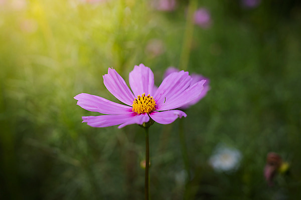 포토 JPG 해외이미지 주간 식물 꽃 분홍색 꽃밭 자연 풍경 근접촬영 사람없음 야외 초록색 코스모스 해외202004 해외포토 자연요소 뷰포인트 컬러 생태계 파일형식