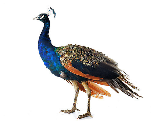 포토 JPG 해외이미지 동물 남자 조류 사람없음 파란색 반려동물 공작 흰배경 꿩 고립 해외202004 해외포토 컬러 백그라운드 사람 흰색 파일형식