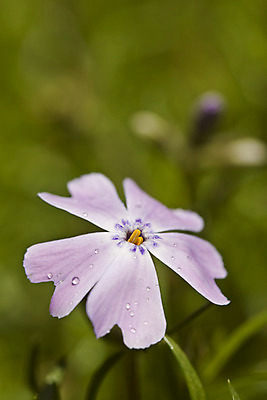 포토 JPG 해외이미지 식물 계절 꽃잎 꽃 분홍색 꽃다발 꽃무늬 밭 자연 사람없음 초록색 여름 컬러풀 노란색 정원 봄 튤립 벚꽃 흰색 신선 개화 닫기 원예 내추럴 고립 해외202004 해외포토 컬러 무늬 농업 모션 취미 생태계 파일형식