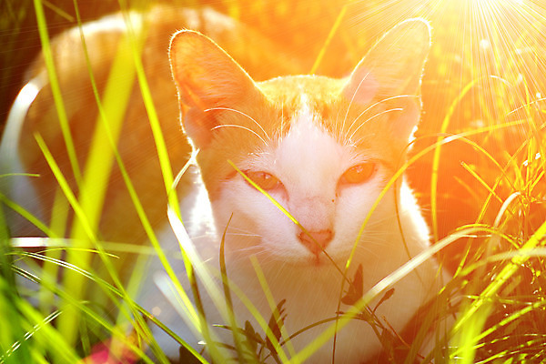 포토 JPG 해외이미지 동물 1 응시 얼굴 영국 털 실내 사람없음 파란색 반려동물 귀여움 고양이 우정 회색 흰색 작음 호기심 긍정 솜털 수의사 거짓말 기르기 스코틀랜드 해외202004 우호적 해외포토 시선 감정 유럽 컬러 컨셉 포유류 내부 신체부위 친구 의사 크기 돌봄 파일형식