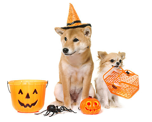 포토 JPG 해외이미지 동물 호박 사람없음 반려동물 갈색 할로윈 축하 개 강아지 흰배경 거미 치와와 해외202004 해외포토 컬러 곤충 백그라운드 컨셉 채소 포유류 흰색 파일형식