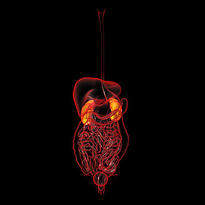 포토 JPG 해외이미지 남자 과학 신체 일러스트 해부 실내 건강 사람 사람없음 파란색 3D 투명 오르간 신장 생물학 방광 궤 염증 복부 강조 해외202004 해외포토 교육 컬러 의학 내부 신체부위 건반악기 비뇨기관 질병 디지털합성 파일형식