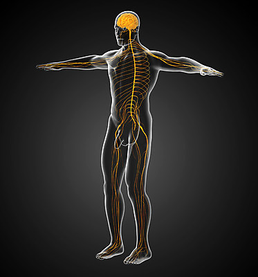 포토 JPG 해외이미지 해부 골격 건강 사람 사람없음 3D 코드 불안 척추 해외202004 해외포토 감정 의학 뼈 디지털합성 파일형식